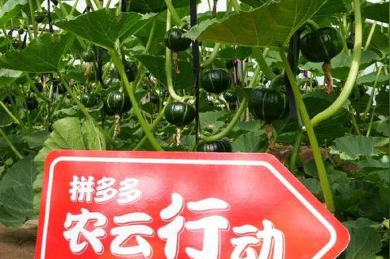 2025年拼多多的助力活动要达到100人，究竟需要多少人参与呢？