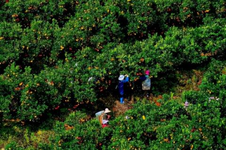 关于多多助力软件，微信拼多多助力群免费二维码的真实性在知乎上引发了广泛讨论。