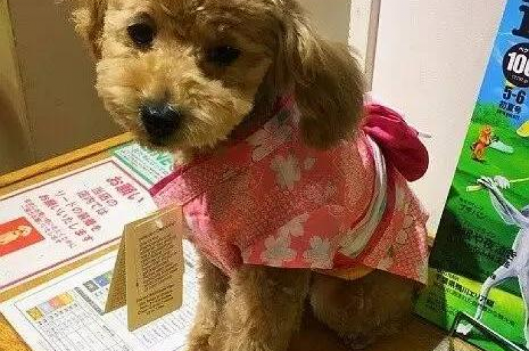 dy24小时自助服务平台（全天候的自助服务让生活更加高效）